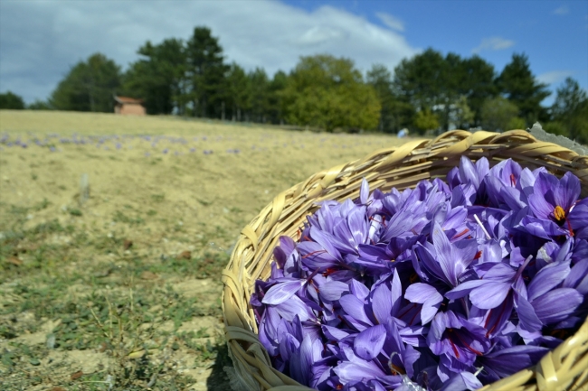 Safranda bu yıl hasat erken başladı